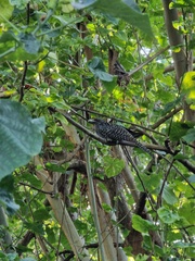 Eudynamys scolopaceus