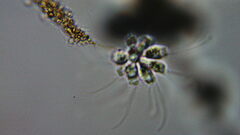 Anthophysa