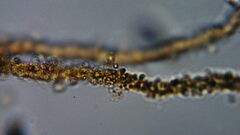Anthophysa