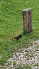 Molothrus bonariensis