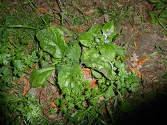 Pentaglottis sempervirens