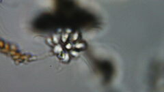 Anthophysa