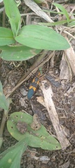 Zelus longipes