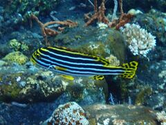 Plectorhinchus vittatus