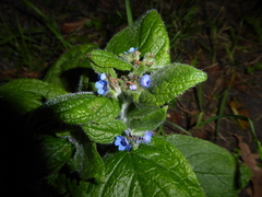 Pentaglottis sempervirens