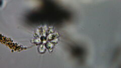 Anthophysa
