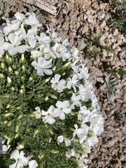 Phlox pulvinata