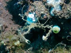 Lambrachaeus ramifer