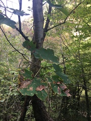 Acer opalus