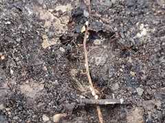 Liometopum apiculatum