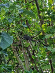 Eudynamys scolopaceus