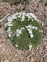 Phlox pulvinata