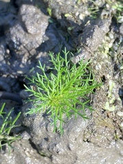 Proserpinaca pectinata