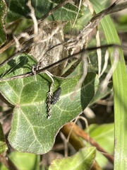 Coccinella septempunctata