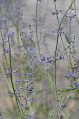 Salvia abrotanoides