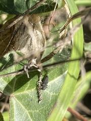 Coccinella septempunctata