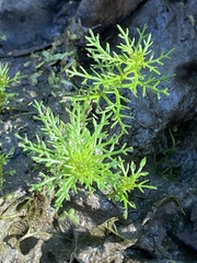 Proserpinaca pectinata