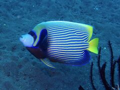 Pomacanthus imperator