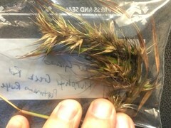 Themeda quadrivalvis