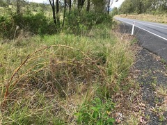 Themeda quadrivalvis