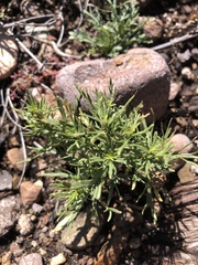 Dyssodia papposa