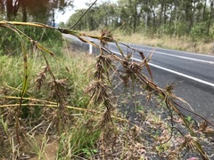 Themeda quadrivalvis