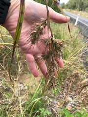 Themeda quadrivalvis