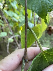 Morus rubra