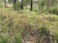 Themeda quadrivalvis