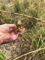 Themeda quadrivalvis
