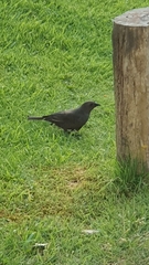 Molothrus bonariensis