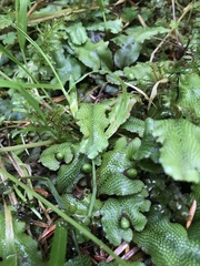 Conocephalum conicum