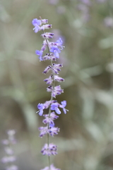 Salvia abrotanoides