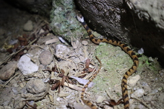 Leptodeira ornata