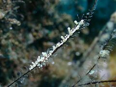 Eubranchus
