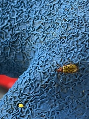 Isotes multipunctata