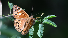 Asterocampa celtis antonia