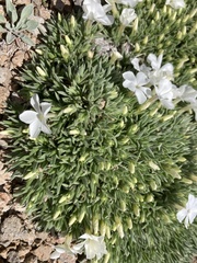 Phlox pulvinata