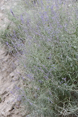 Salvia abrotanoides