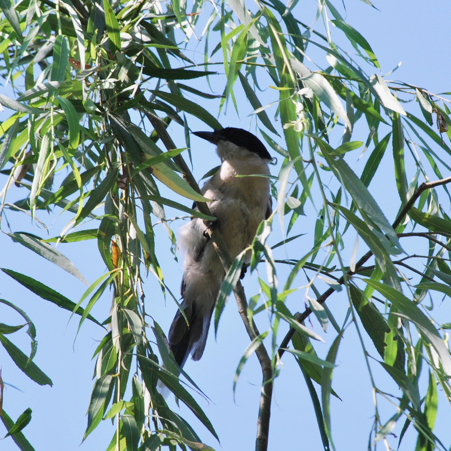 Azure-winged Magpie