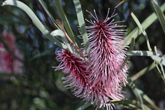 Hakea francisiana