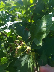 Crataegus maximowiczii