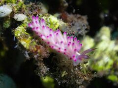 Favorinus mirabilis