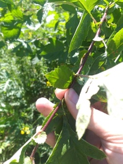 Crataegus maximowiczii