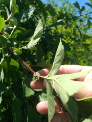 Crataegus maximowiczii