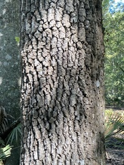 Fraxinus caroliniana