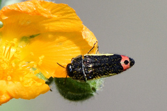 Acmaeodera flavomarginata