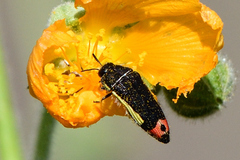 Acmaeodera flavomarginata