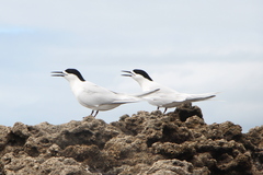 Sterna striata striata