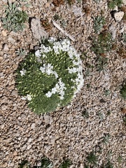 Phlox pulvinata